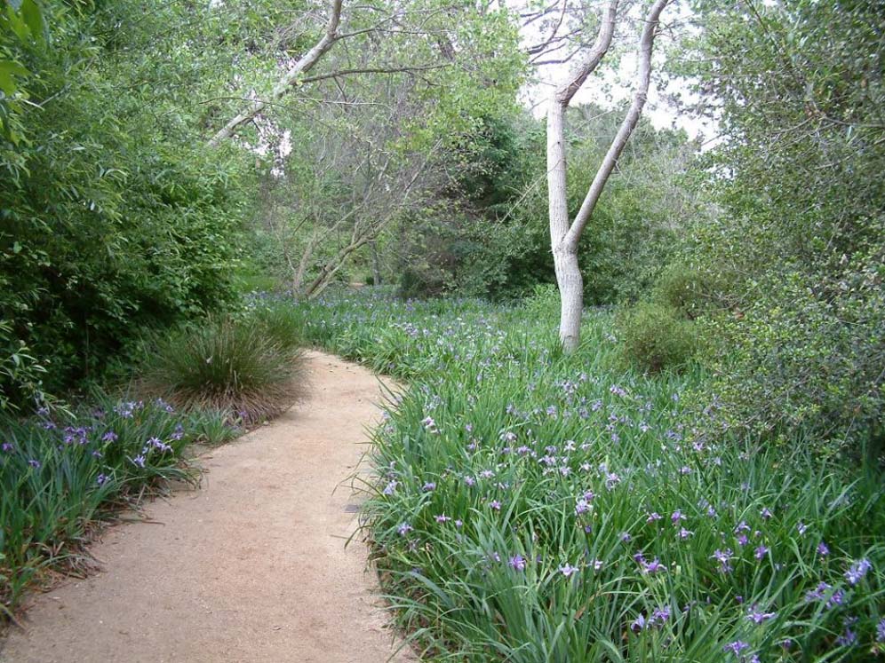 California Iris Walk