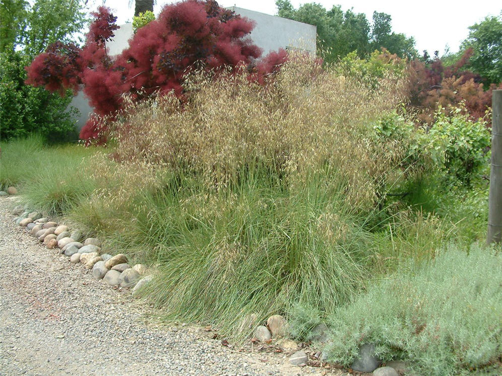 Inflorescence