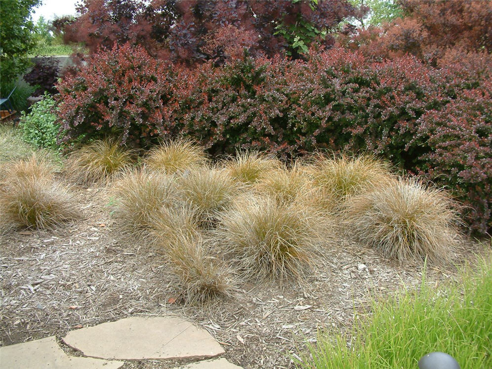 Brown Grasses