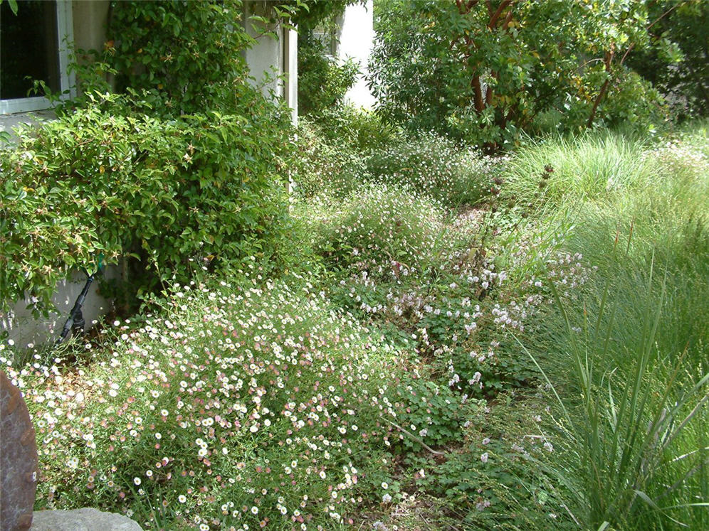 Dense Flora