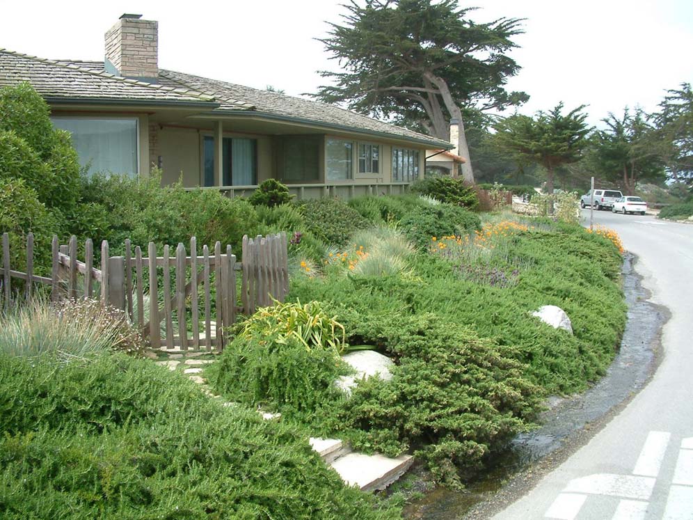 No-Mow Front Yard