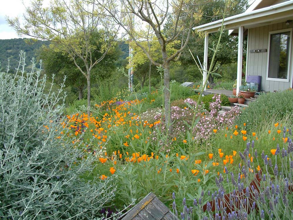 Robin's Garden