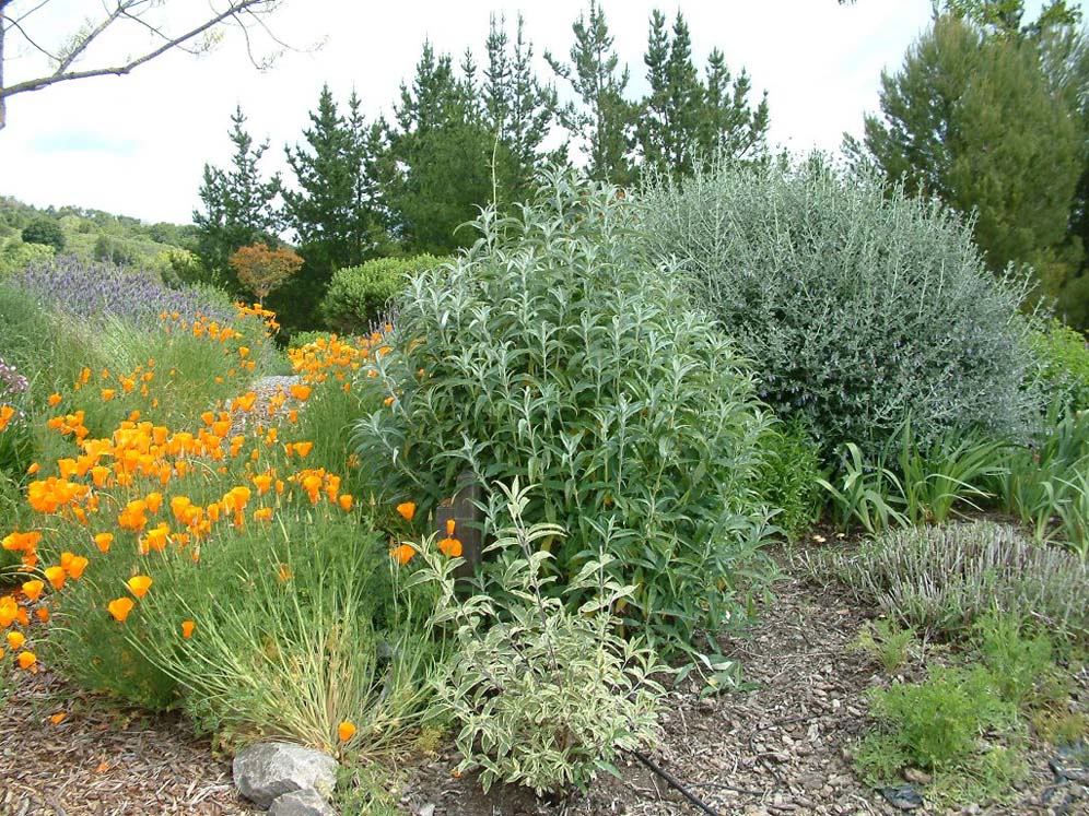 Plant Combinations Robin's Garden