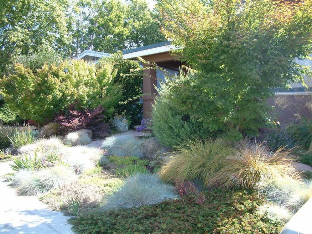 Ornamental Grass Garden