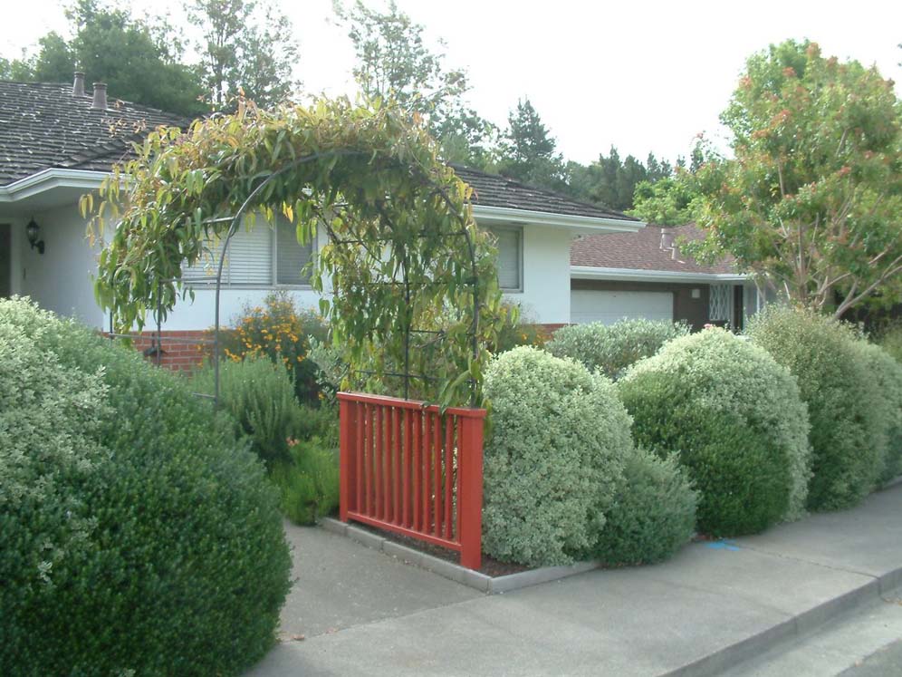 Round Shrub Entry