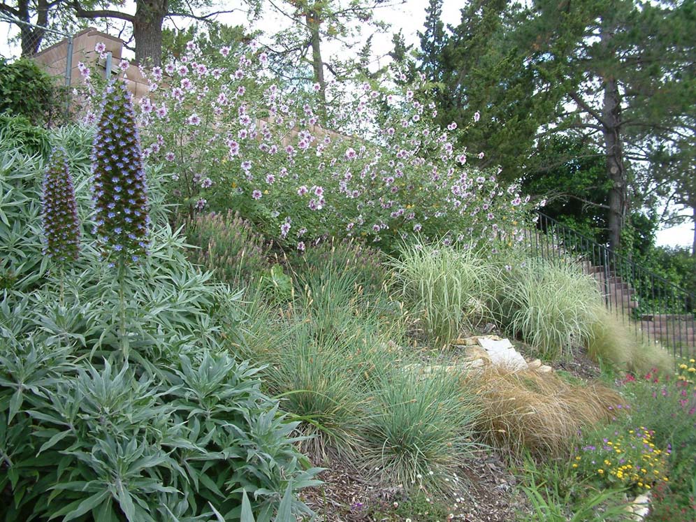 Newbury Park Mediterranean Garden