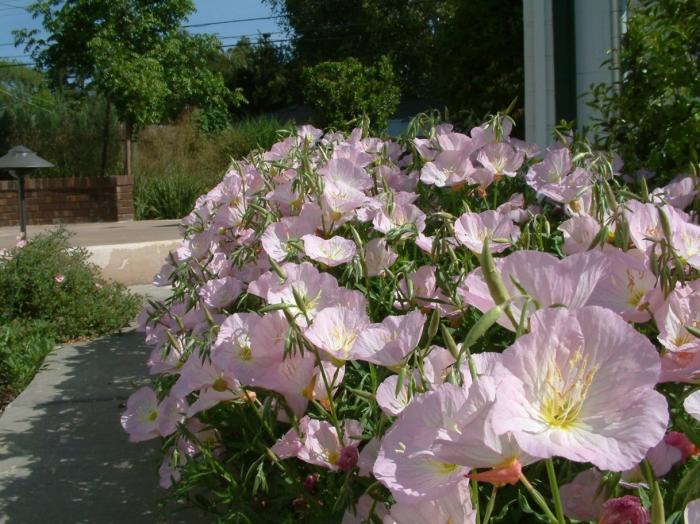 Pink Mexican Evening Primrose