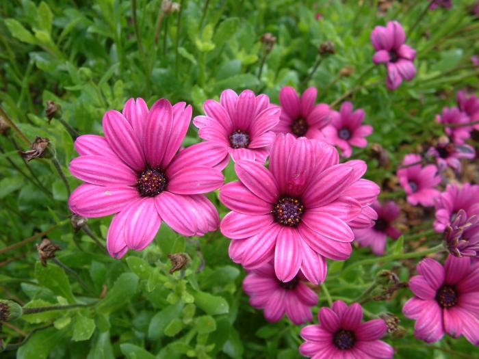 Pink Freeway Daisy