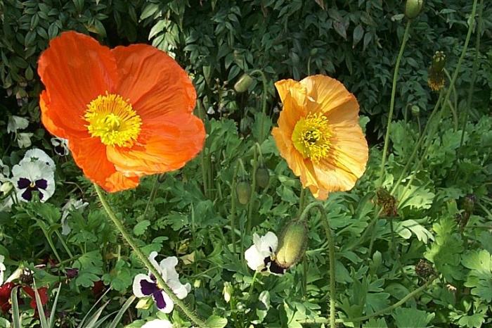 Iceland Poppy