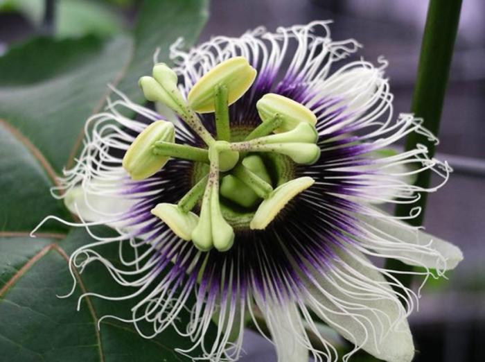 Passiflora edulis