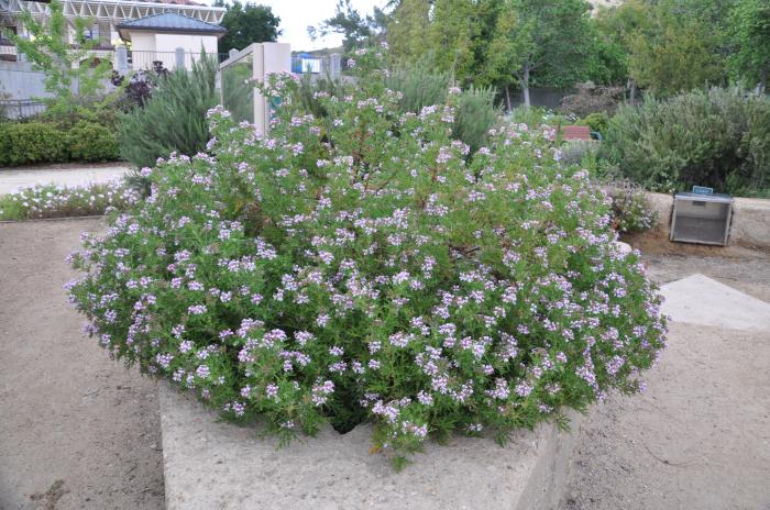 Rose Geranium