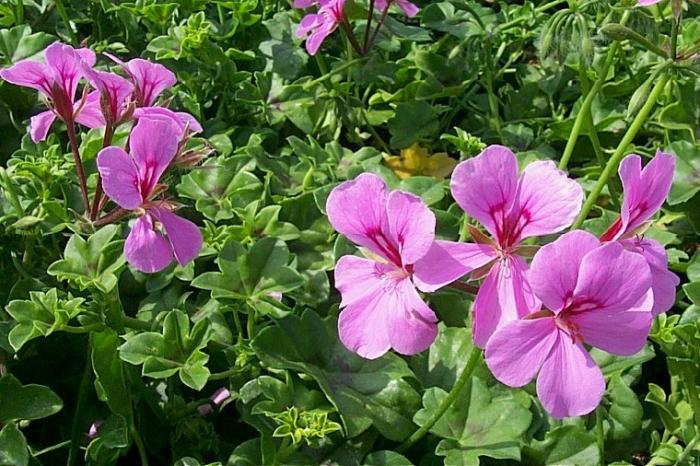 Pelargonium peltatum 'Lavender Blizzard'