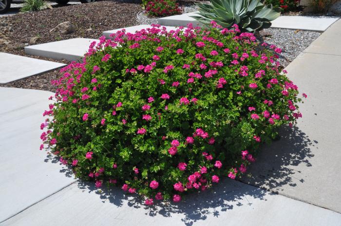 Pink Blizzard Geranium