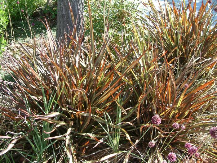 Phormium tenax 'Jack Spratt'