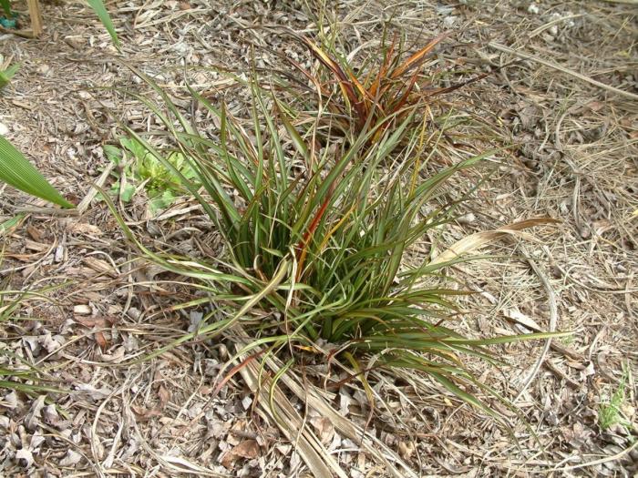 Phormium tenax 'Tiny Tiger'