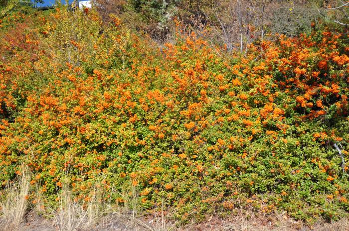 Pyracantha coccinea 'Lalandei'