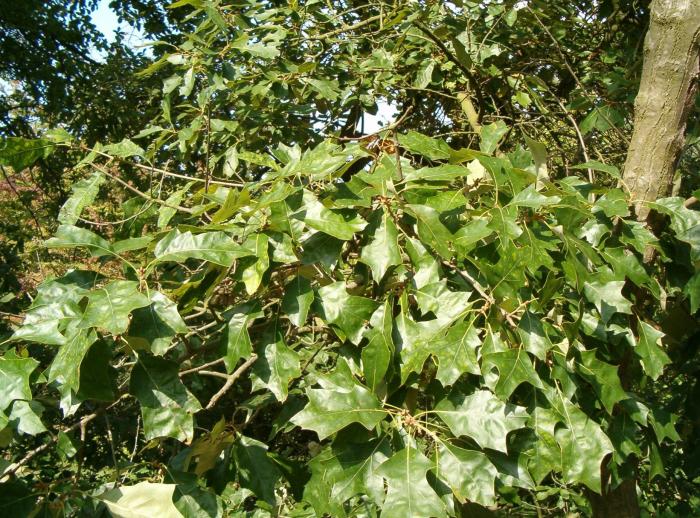 Quercus ilicifolia