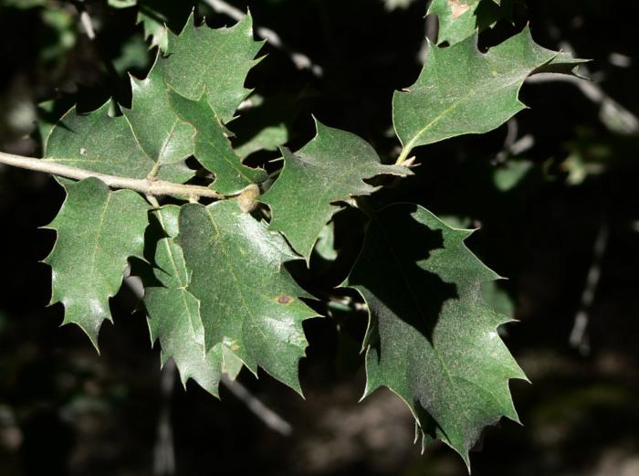 Quercus wislizenii