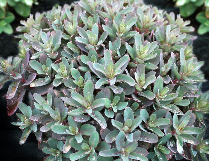 Sedum 'Marina'