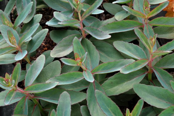 Plant photo of: Sedum 'Marina'