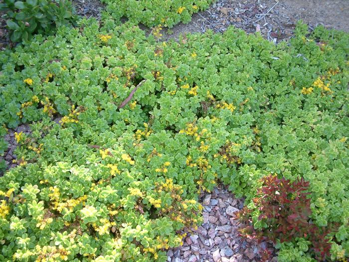 Plant photo of: Sedum confusum