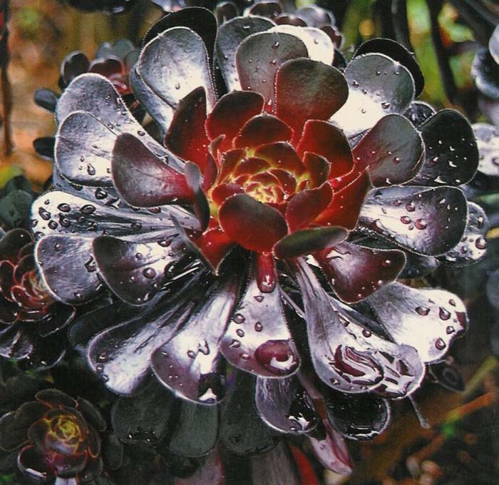 Dark Leaf Aeonium