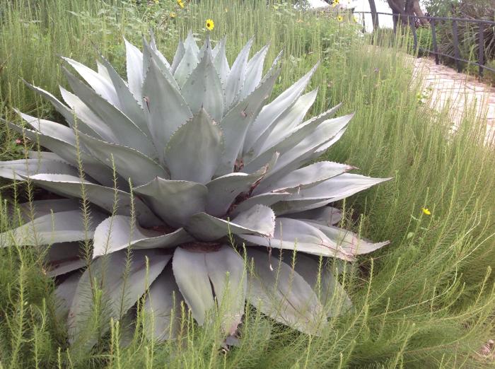 Agave ovatifolia