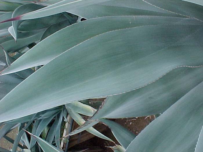 Agave weberi