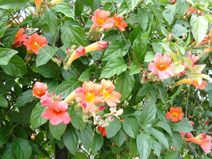 Scarlet Trumpet Vine