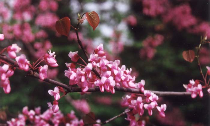 Cercis canadensis