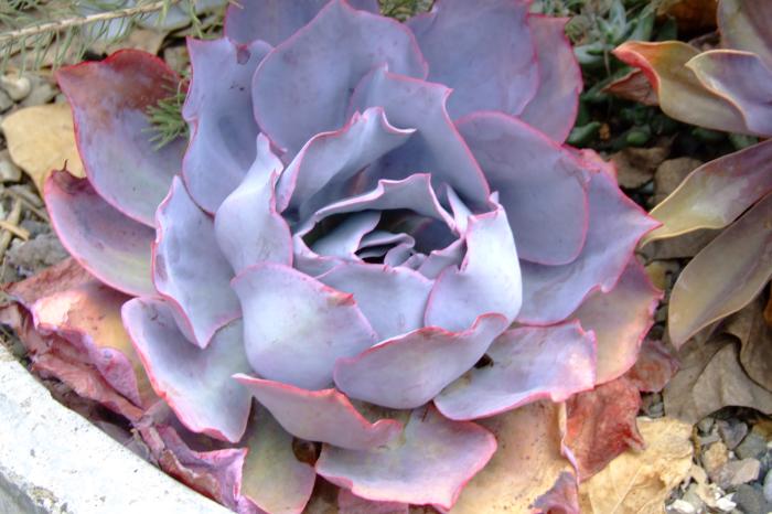 Plant photo of: Echeveria 'Afterglow'