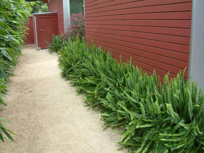 Southern Sword Fern