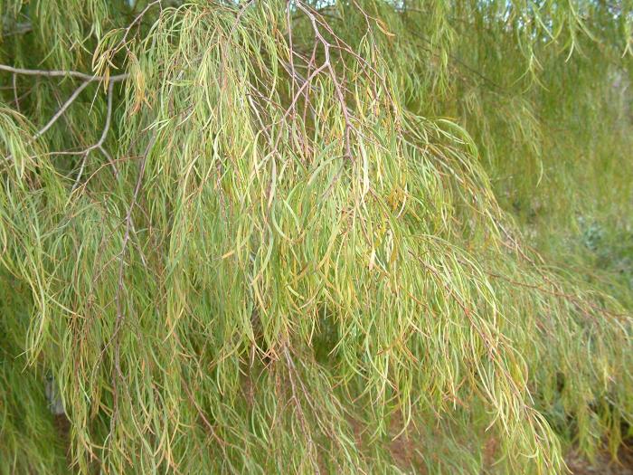 Plant photo of: Acacia cognata