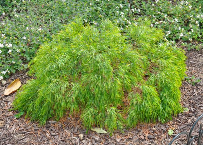 Plant photo of: Acacia cognata 'Cousin Itt'