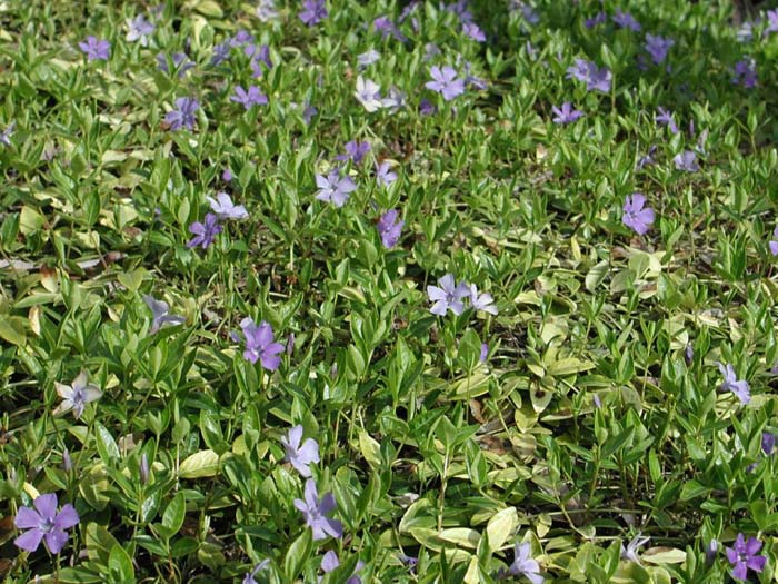 Dwarf Periwinkle, Dwarf Vinca