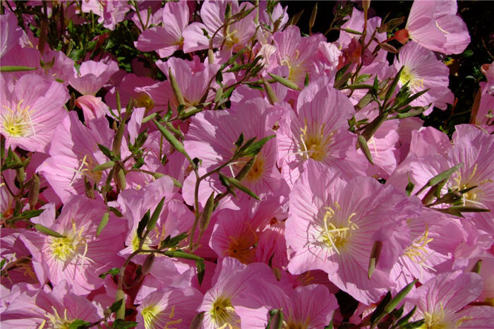 Mexican Evening Primrose