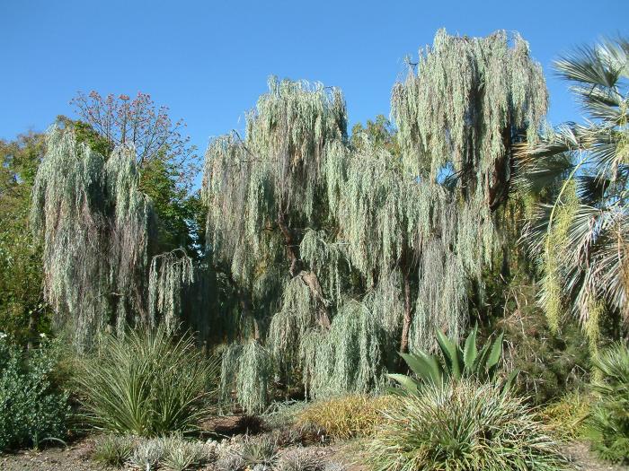 Acacia pendula