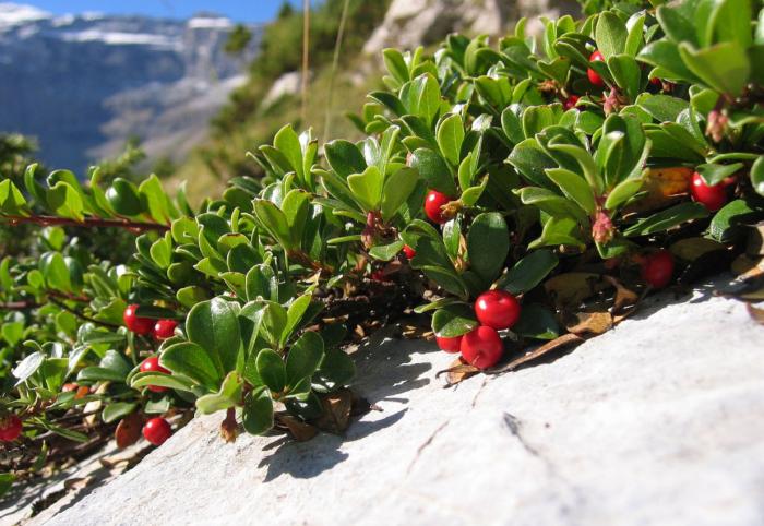 Arctostaphylos uva-ursi