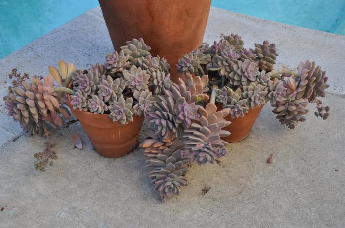 Graptopetalum paraguayense