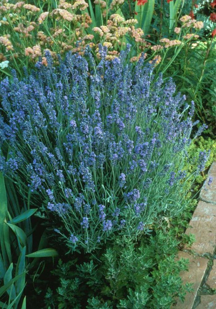 Lavandula angustifolia 'Lavender Lady'