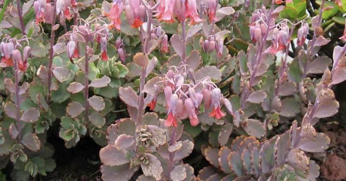 Kalanchoe fedtschenkoi