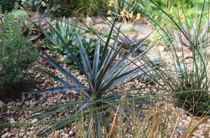 Yucca aloifolia 'Magenta Magic'