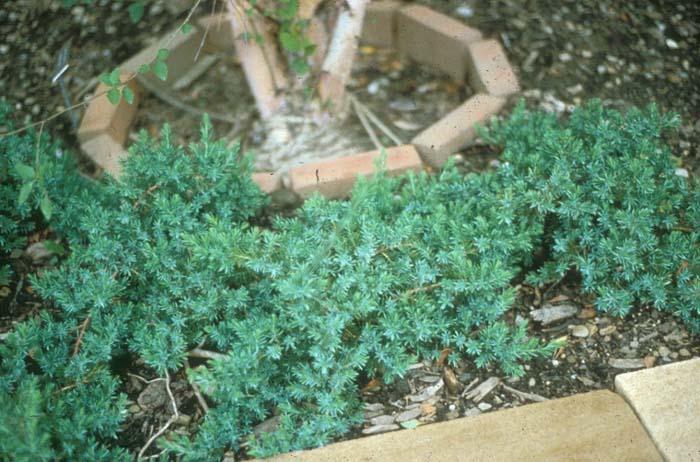 Plant photo of: Juniperus rigida conferta 'Blue Pacific'