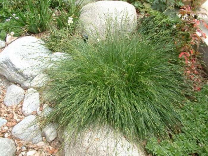 Carex praegracilis