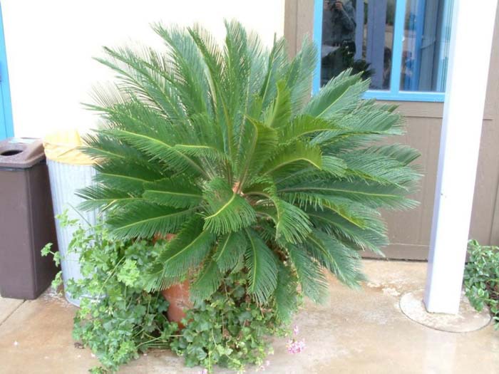 Cycas revoluta