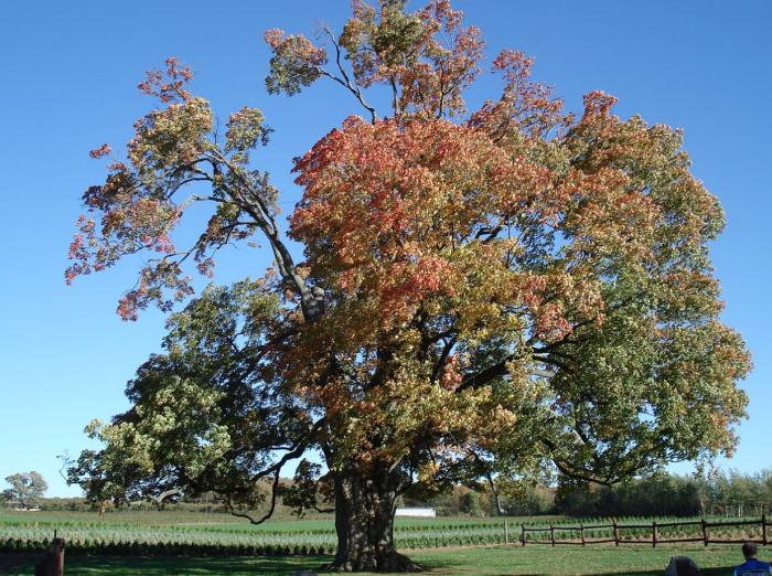 Sugar Maple