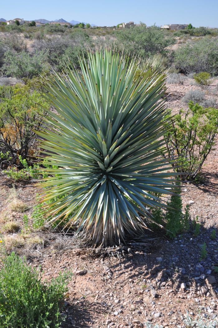 Blue Yucca