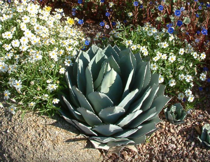 Agave parryi melampodium