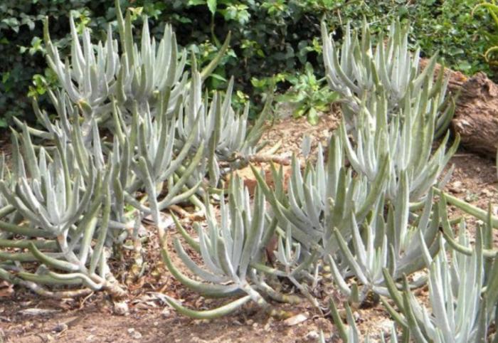 Plant photo of: Cotyledon orbiculata var. oblonga