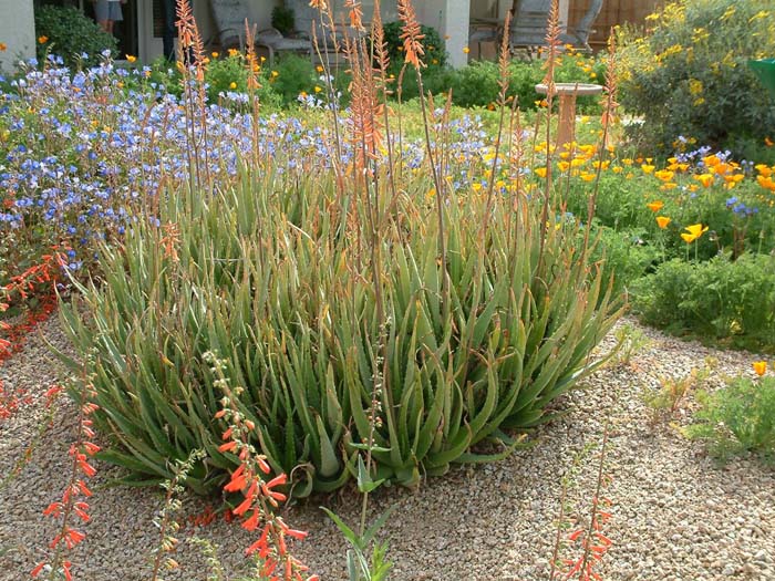 Plant photo of: Aloe massawana